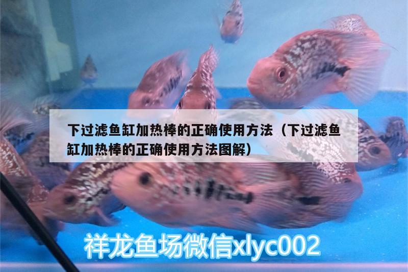 下過濾魚缸加熱棒的正確使用方法（下過濾魚缸加熱棒的正確使用方法圖解） 泰龐海蓮魚