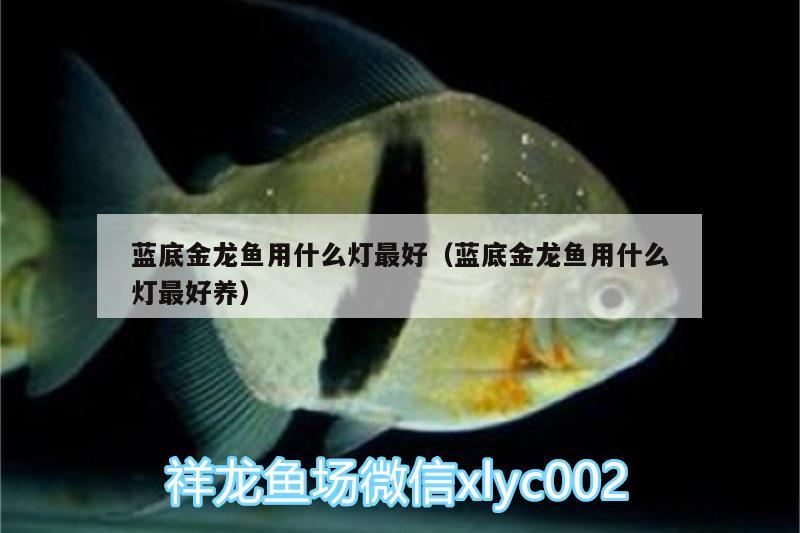 藍底金龍魚用什么燈最好（藍底金龍魚用什么燈最好養(yǎng)）