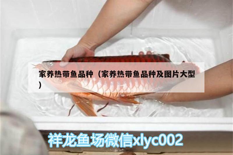 家養(yǎng)熱帶魚(yú)品種（家養(yǎng)熱帶魚(yú)品種及圖片大型） 大白鯊魚(yú)苗