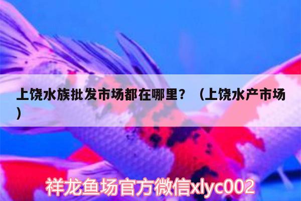 上饒水族批發(fā)市場都在哪里？（上饒水產(chǎn)市場） 觀賞魚水族批發(fā)市場