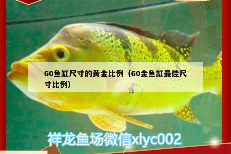 60魚缸尺寸的黃金比例（60金魚缸最佳尺寸比例）