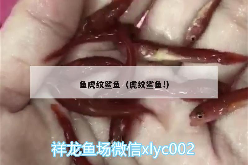 魚(yú)虎紋鯊魚(yú)（虎紋鯊魚(yú)!）