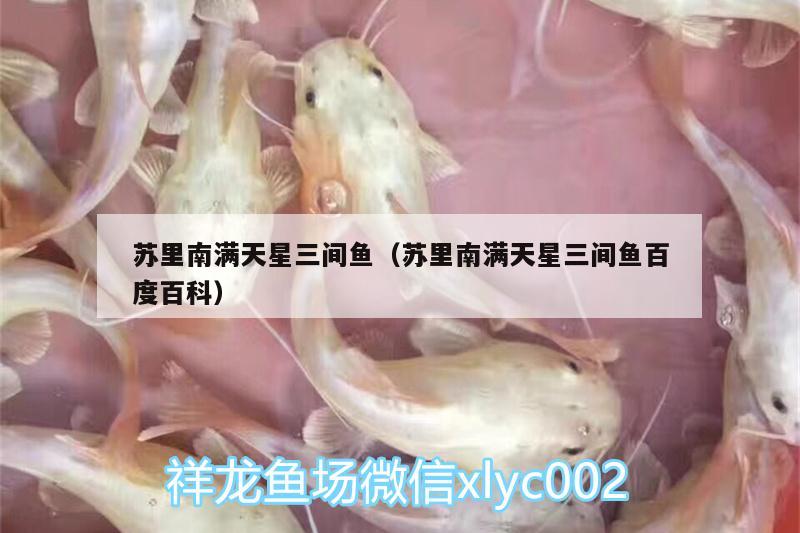 蘇里南滿天星三間魚（蘇里南滿天星三間魚百度百科）