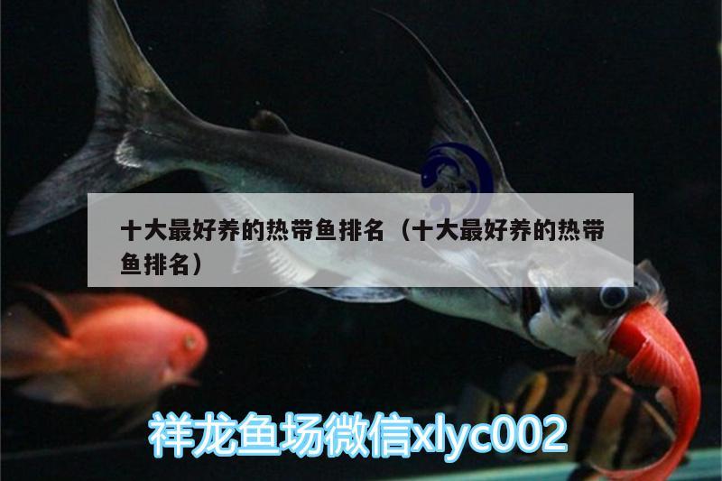 十大最好養(yǎng)的熱帶魚排名（十大最好養(yǎng)的熱帶魚排名） 三色錦鯉魚