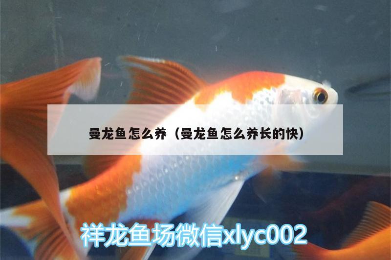 曼龍魚怎么養(yǎng)（曼龍魚怎么養(yǎng)長的快）