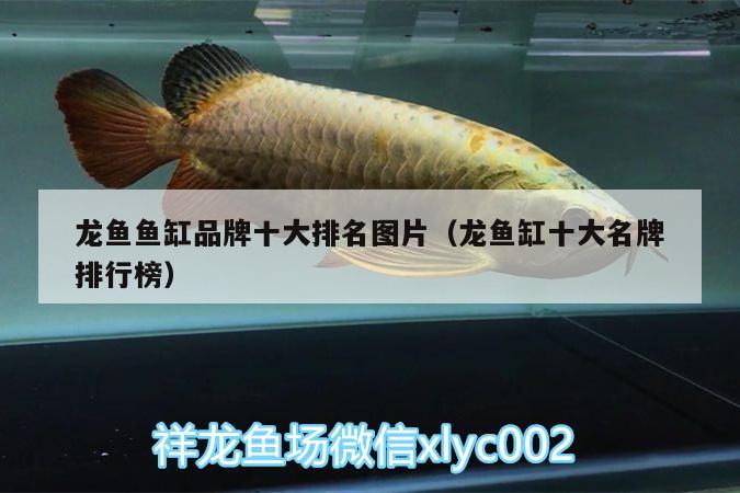 龍魚魚缸品牌十大排名圖片（龍魚缸十大名牌排行榜） 慈雕魚