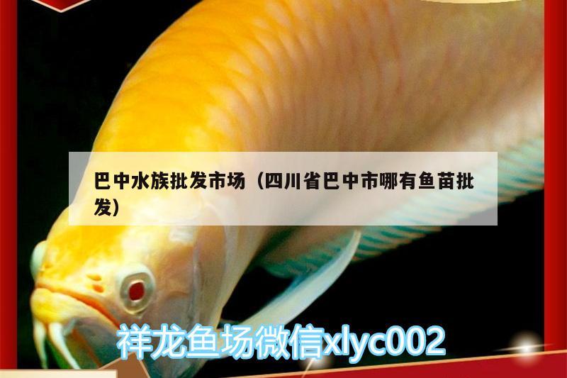 巴中水族批發(fā)市場（四川省巴中市哪有魚苗批發(fā)）