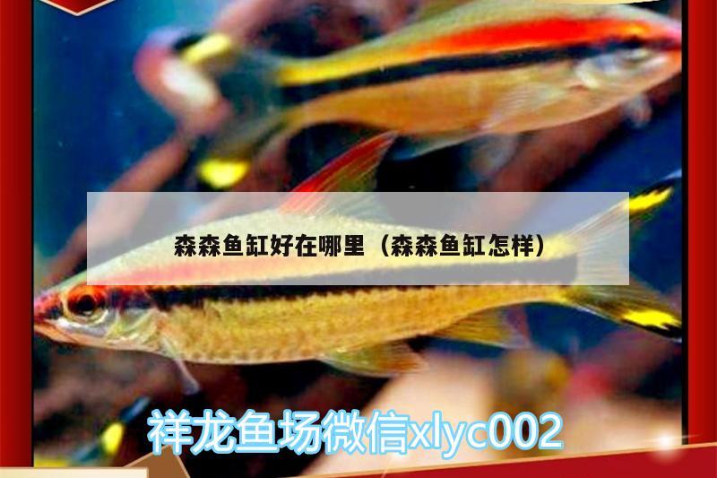 森森魚缸好在哪里（森森魚缸怎樣） 紅尾平克魚