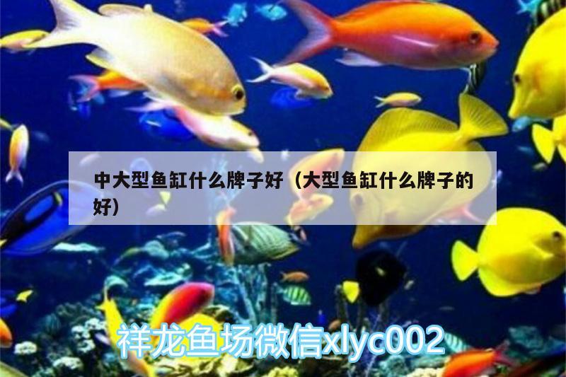 中大型魚缸什么牌子好（大型魚缸什么牌子的好） B級過背金龍魚