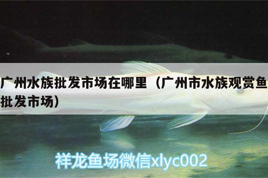 廣州水族批發(fā)市場(chǎng)在哪里（廣州市水族觀賞魚批發(fā)市場(chǎng)）