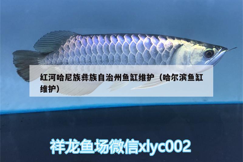 紅河哈尼族彝族自治州魚缸維護(hù)（哈爾濱魚缸維護(hù)）