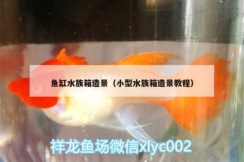 魚缸水族箱造景（小型水族箱造景教程） 魚缸/水族箱