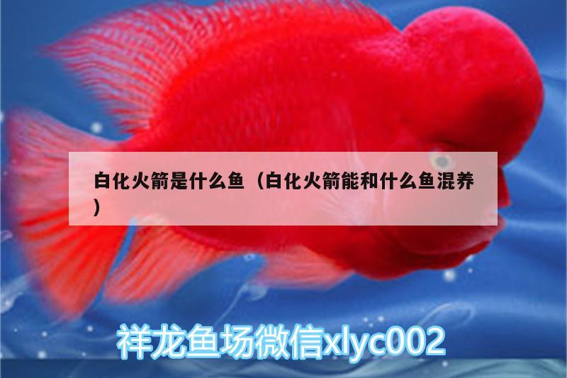 白化火箭是什么魚（白化火箭能和什么魚混養(yǎng)）