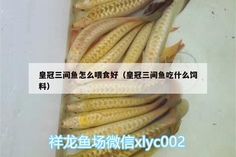 皇冠三間魚(yú)怎么喂食好（皇冠三間魚(yú)吃什么飼料）