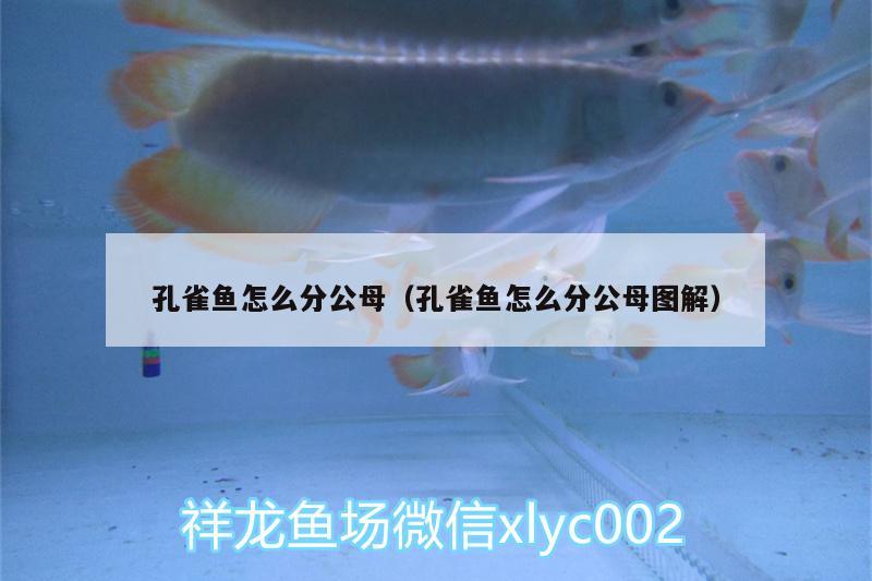 孔雀魚怎么分公母（孔雀魚怎么分公母圖解）