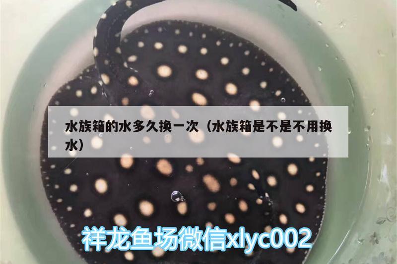 水族箱的水多久換一次（水族箱是不是不用換水） 魚缸/水族箱