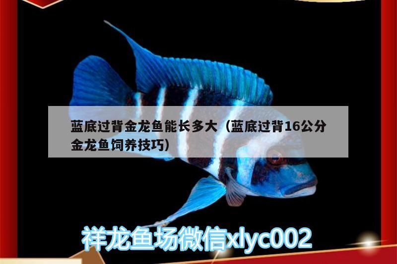 藍底過背金龍魚能長多大（藍底過背16公分金龍魚飼養(yǎng)技巧） 金龍魚百科