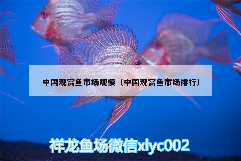 中國觀賞魚市場規(guī)模（中國觀賞魚市場排行） 觀賞魚市場（混養(yǎng)魚）