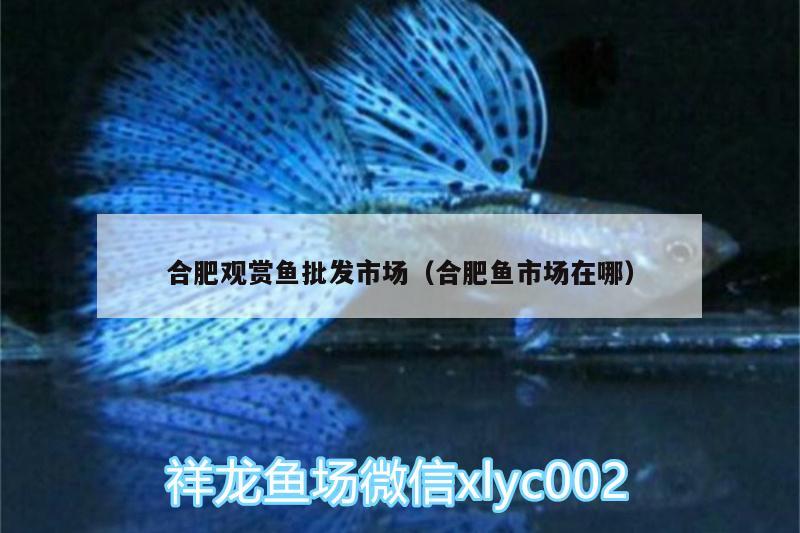 合肥觀賞魚批發(fā)市場(chǎng)（合肥魚市場(chǎng)在哪） 觀賞魚批發(fā)