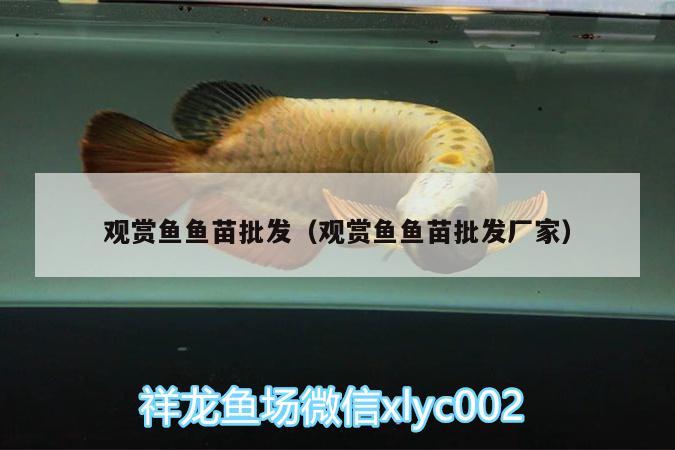 觀賞魚魚苗批發(fā)（觀賞魚魚苗批發(fā)廠家）