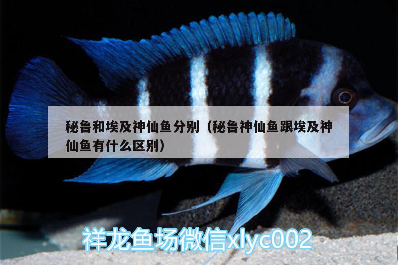 秘魯和埃及神仙魚(yú)分別（秘魯神仙魚(yú)跟埃及神仙魚(yú)有什么區(qū)別） 埃及神仙魚(yú)