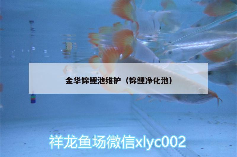 金華錦鯉池維護(hù)（錦鯉凈化池） 白子銀龍魚苗