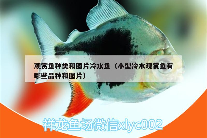 觀賞魚種類和圖片冷水魚（小型冷水觀賞魚有哪些品種和圖片） B級過背金龍魚