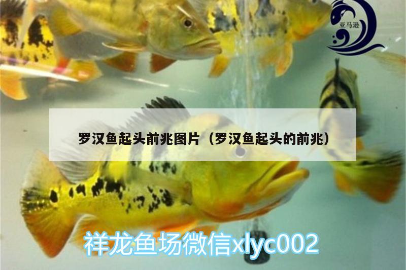 羅漢魚起頭前兆圖片（羅漢魚起頭的前兆）