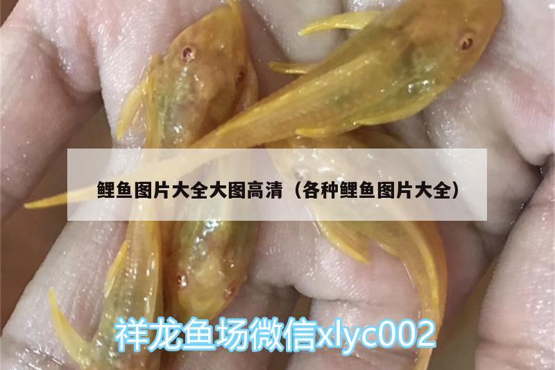 鯉魚圖片大全大圖高清（各種鯉魚圖片大全）