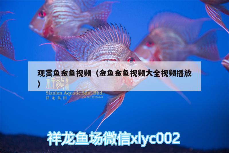 觀(guān)賞魚(yú)金魚(yú)視頻（金魚(yú)金魚(yú)視頻大全視頻播放）