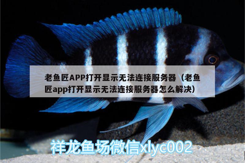 老魚匠APP打開顯示無法連接服務(wù)器（老魚匠app打開顯示無法連接服務(wù)器怎么解決） 老魚匠