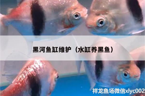 黑河魚缸維護（水缸養(yǎng)黑魚） 觀賞魚水族批發(fā)市場