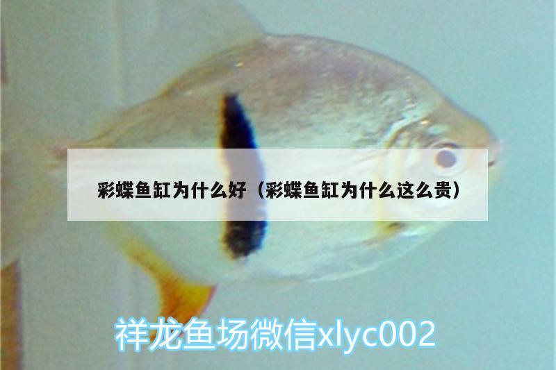 彩蝶魚缸為什么好（彩蝶魚缸為什么這么貴） 潛水泵