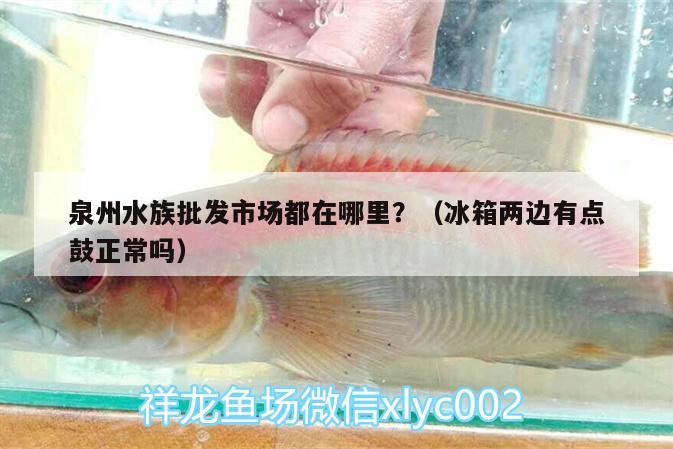 泉州水族批發(fā)市場都在哪里？（冰箱兩邊有點鼓正常嗎） 觀賞魚水族批發(fā)市場