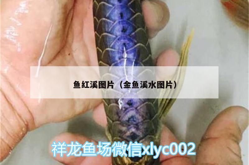 魚(yú)紅溪圖片（金魚(yú)溪水圖片） 鐵甲武士