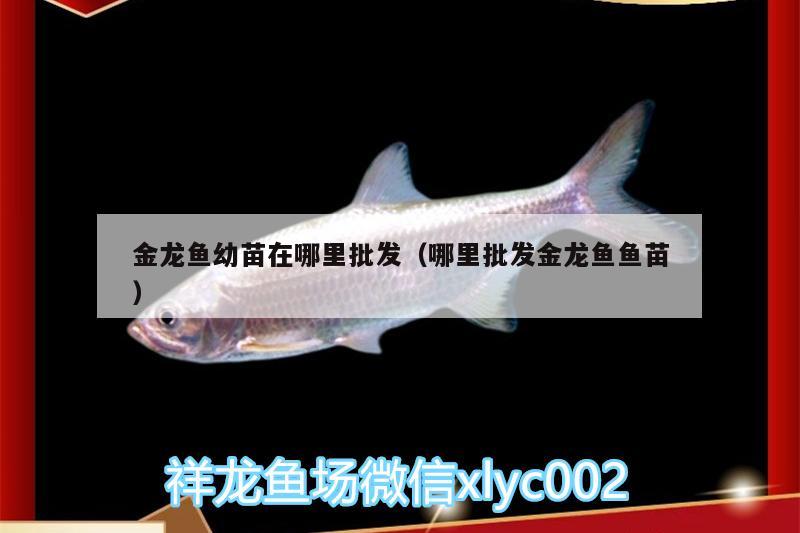 金龍魚(yú)幼苗在哪里批發(fā)（哪里批發(fā)金龍魚(yú)魚(yú)苗）