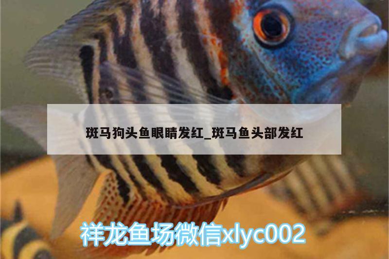 斑馬狗頭魚眼睛發(fā)紅_斑馬魚頭部發(fā)紅 斑馬狗頭魚