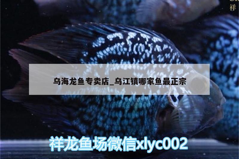 烏海龍魚專賣店_烏江鎮(zhèn)哪家魚最正宗