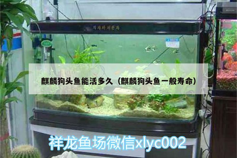 麒麟狗頭魚(yú)能活多久（麒麟狗頭魚(yú)一般壽命）