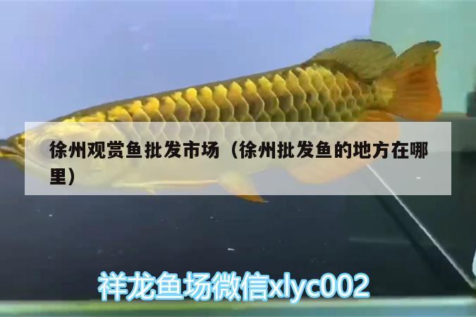 徐州觀賞魚批發(fā)市場(chǎng)（徐州批發(fā)魚的地方在哪里） 觀賞魚批發(fā)