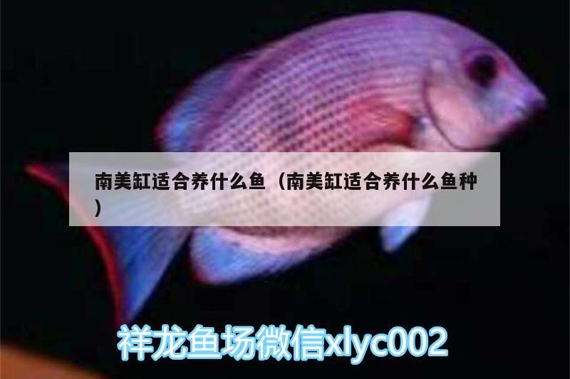 南美缸適合養(yǎng)什么魚(yú)（南美缸適合養(yǎng)什么魚(yú)種） 朱巴利魚(yú)苗