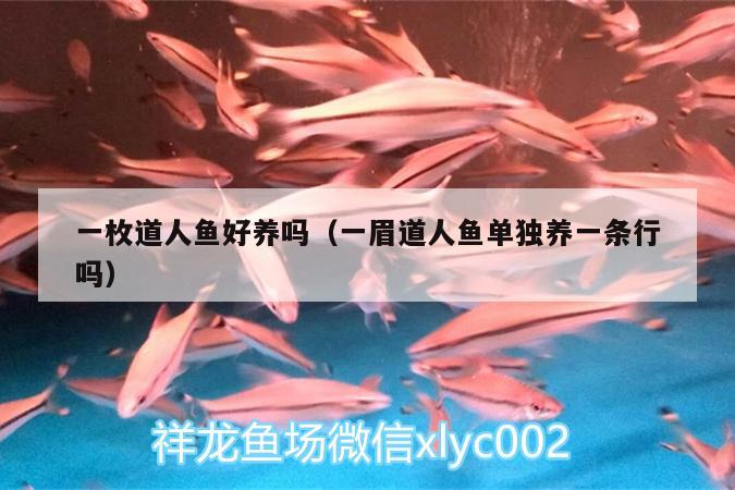 一枚道人魚好養(yǎng)嗎（一眉道人魚單獨養(yǎng)一條行嗎）