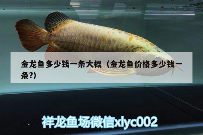 金龍魚多少錢一條大概（金龍魚價格多少錢一條?）