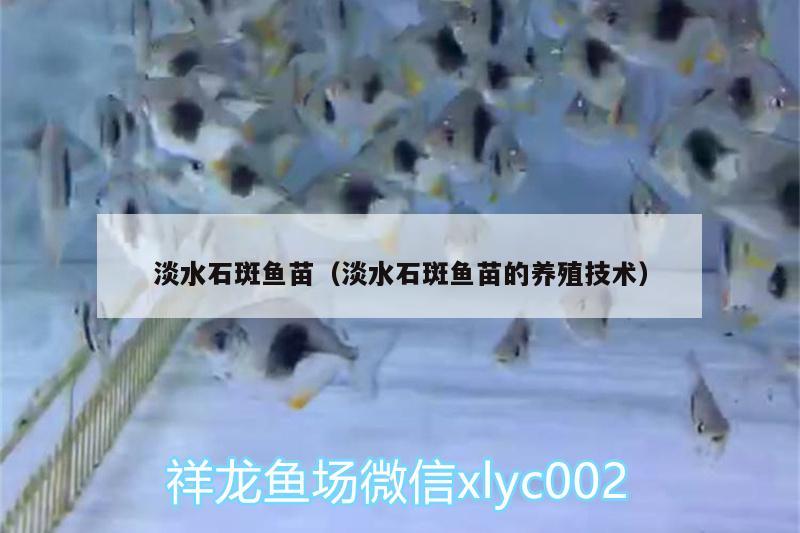 淡水石斑魚苗（淡水石斑魚苗的養(yǎng)殖技術(shù)）