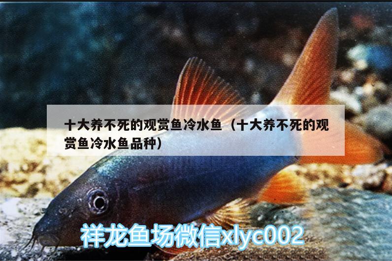 十大養(yǎng)不死的觀賞魚冷水魚（十大養(yǎng)不死的觀賞魚冷水魚品種）