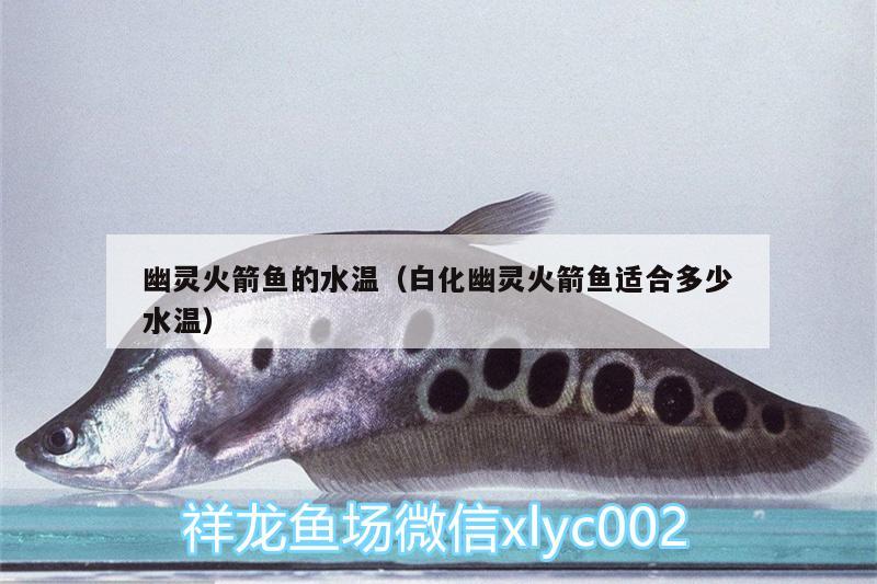 幽靈火箭魚(yú)的水溫（白化幽靈火箭魚(yú)適合多少水溫） 野生埃及神仙魚(yú)