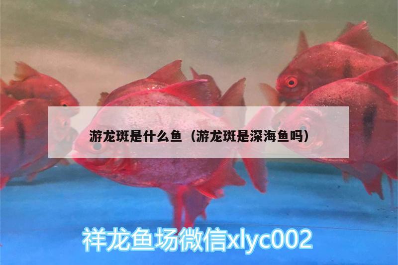 游龍斑是什么魚（游龍斑是深海魚嗎） 黃鰭鯧魚