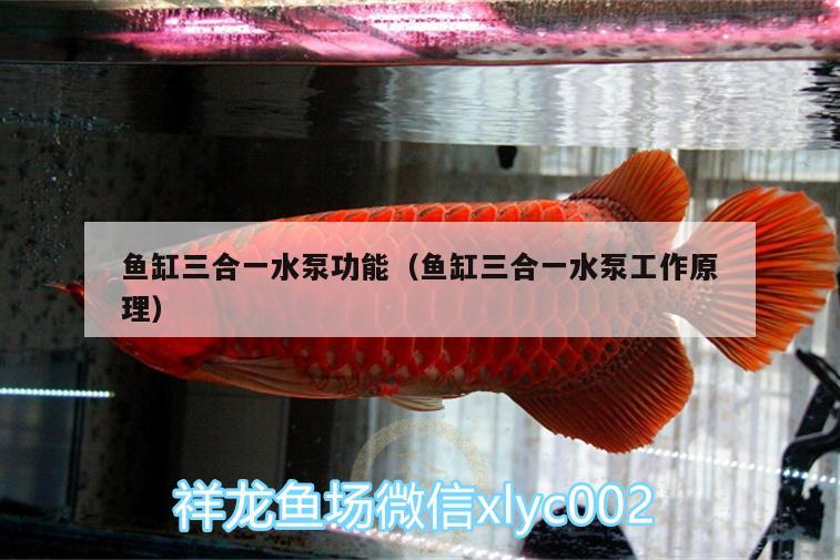 魚缸三合一水泵功能（魚缸三合一水泵工作原理） 杰西卡恐龍魚 第1張