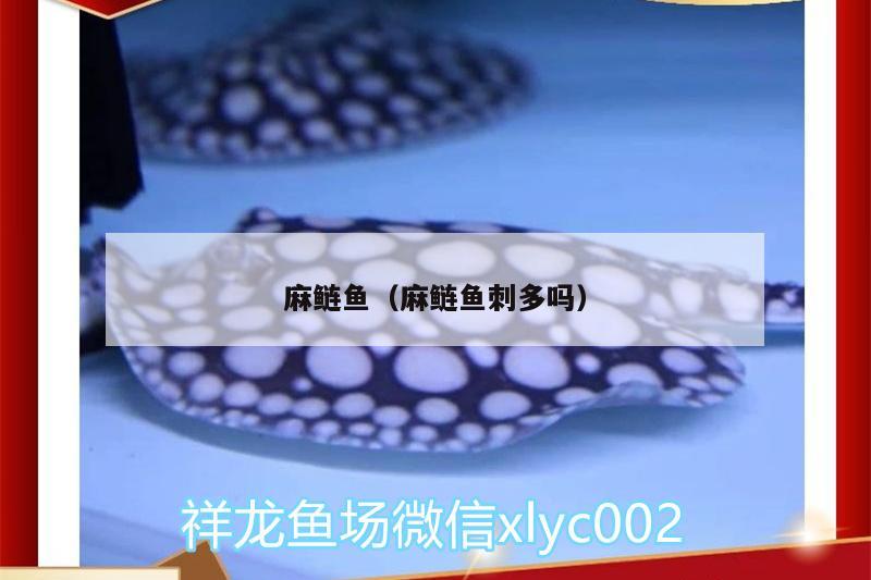 麻鰱魚（麻鰱魚刺多嗎） 銀河星鉆魚