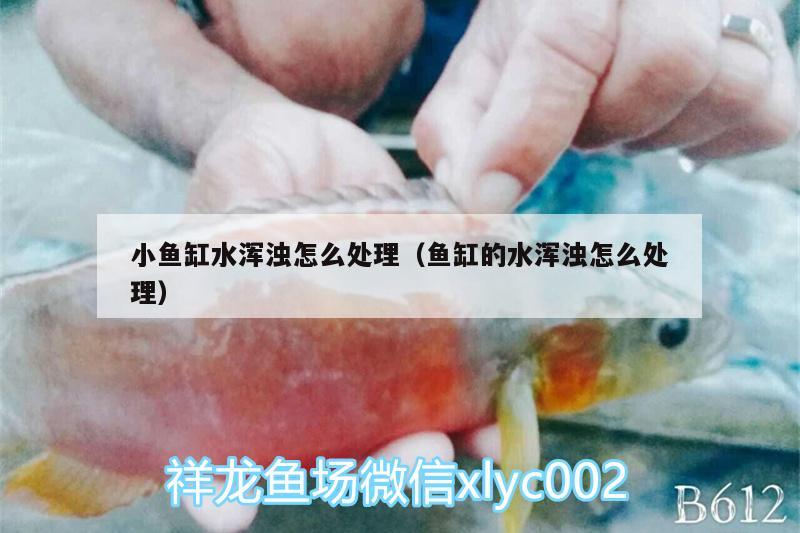 小魚缸水渾濁怎么處理（魚缸的水渾濁怎么處理） 招財(cái)戰(zhàn)船魚